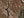 Realtree All Purpose