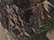 Realtree All Purpose