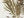 White Realtree AP